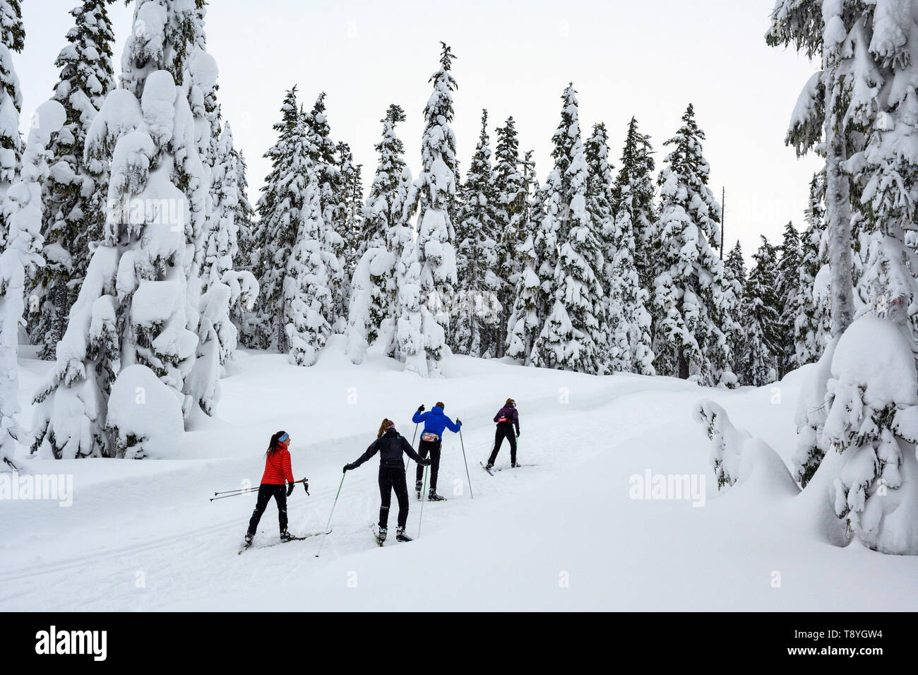 Nordic (Cross Country) Skiiers, Mount Washington (Courtenay), Vancouver Island, BC Canada Stock Photo