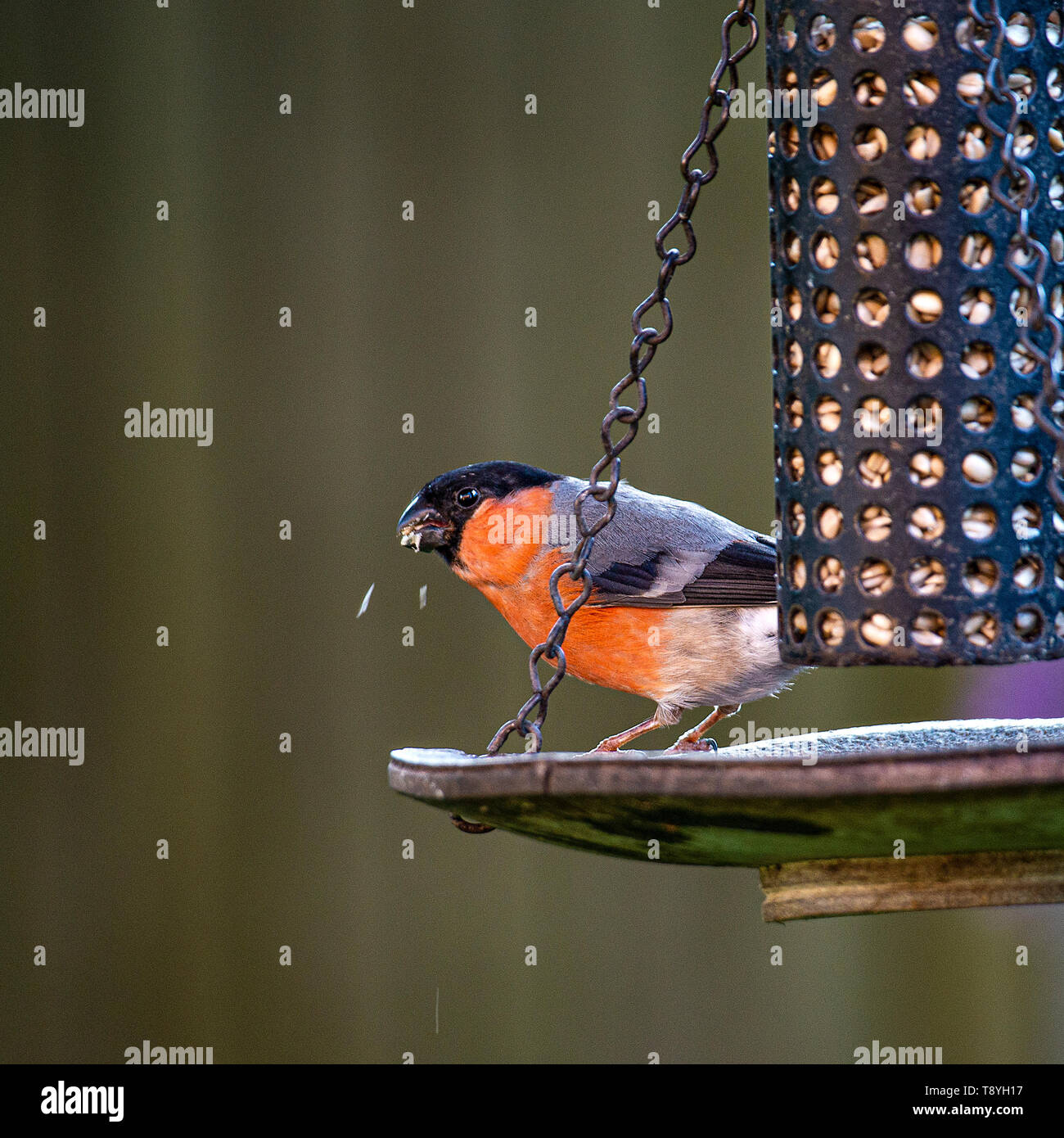 A Beautifully Coloured Adult Male Bullfinch Feeding on Sunflower Hearts from a Bird Feeder in a Garden in Alsager Cheshire England United Kingdom UK Stock Photo