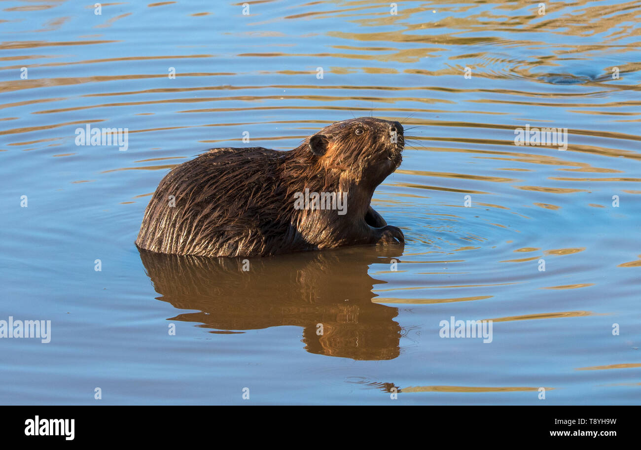 Beaver standing in shallow water, Castor canadensis, Near Lake Superior, Ontario, Canada Stock Photo