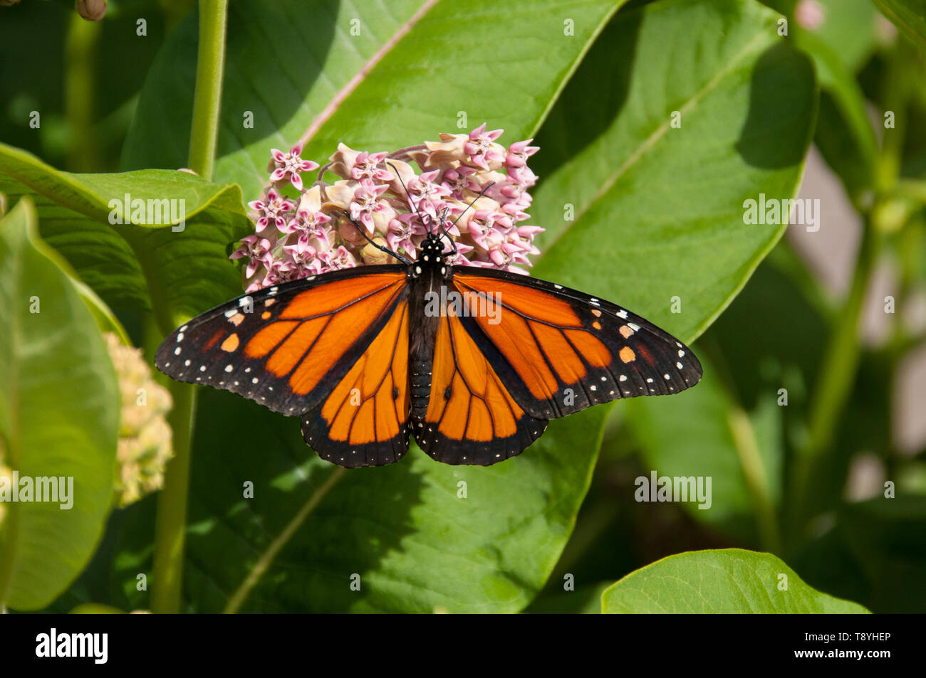 Monarch butterfly (Danaus plexippus) on Milkweed plant (Asclepias syriaca), a latex producting toxic plant, both at the limit of their northern range near Thunder Bay, Ontario, Canada. Stock Photo