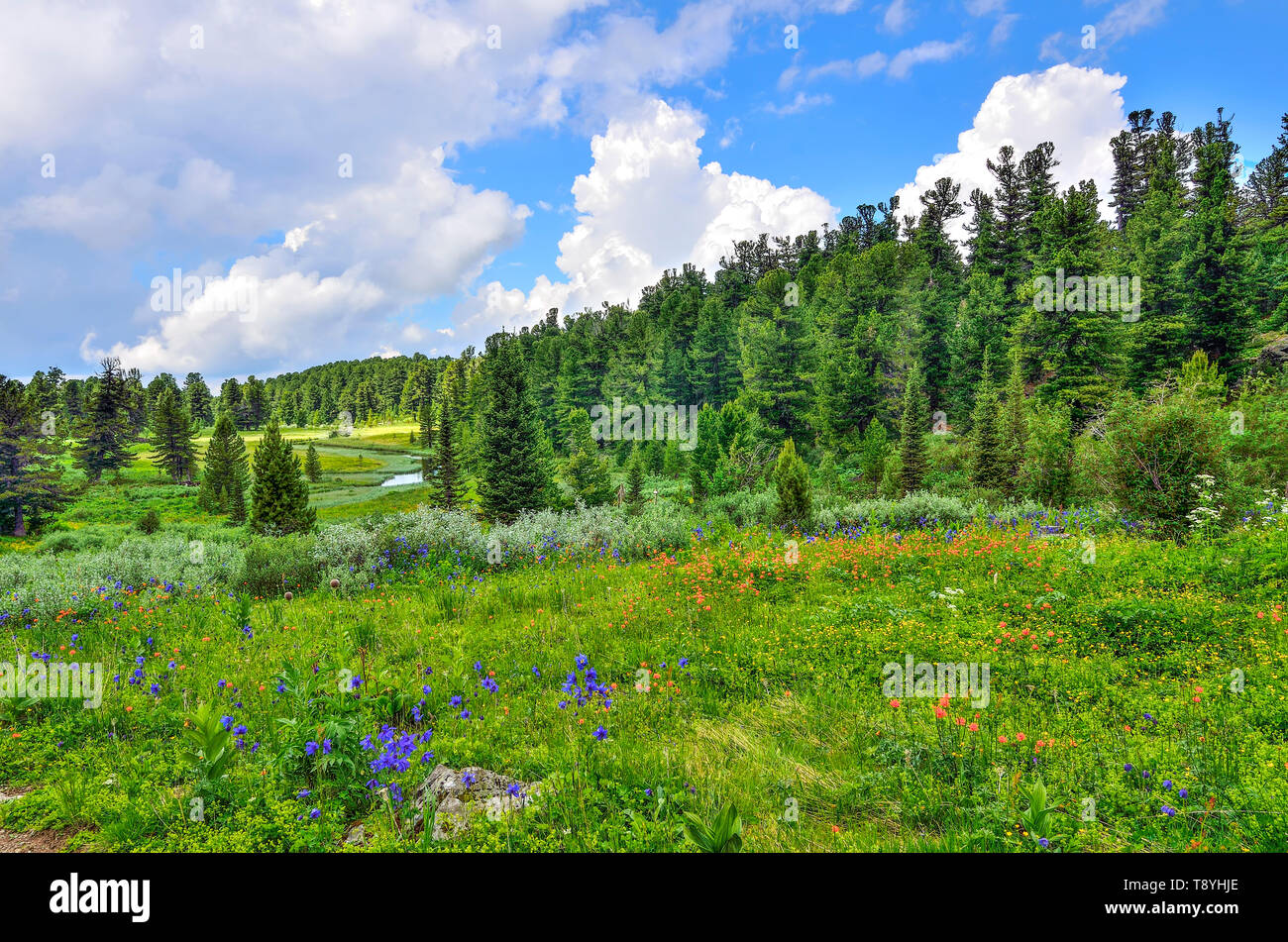 Beautiful summer landscape in Altai mountains, Russia, with crystal creek, blooming alpine meadow with multicolored wild flowers and coniferous forest Stock Photo