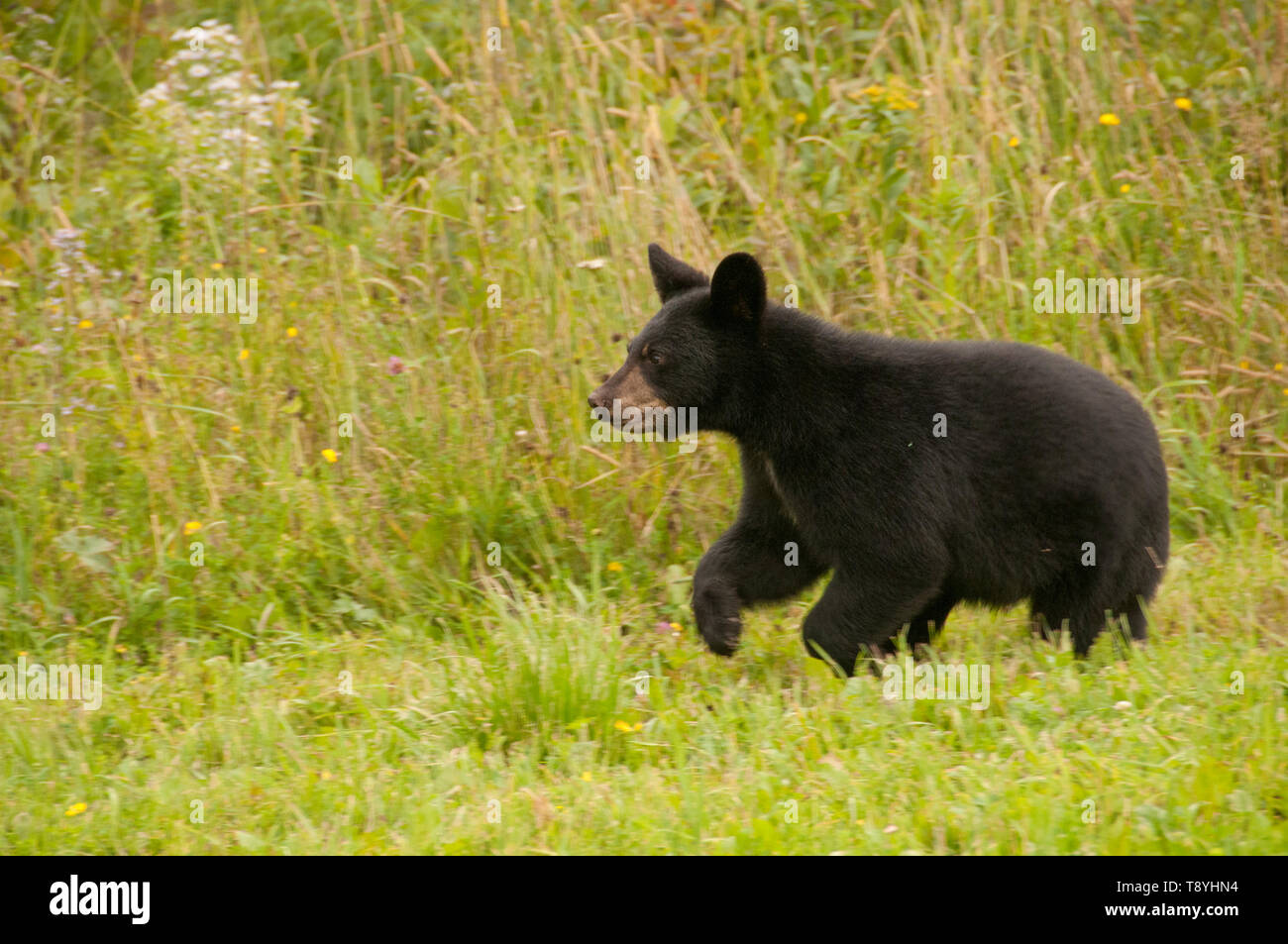 Wild running American black bear (Ursus americanus),  cub, summer, near Thunder Bay, Ontario Stock Photo