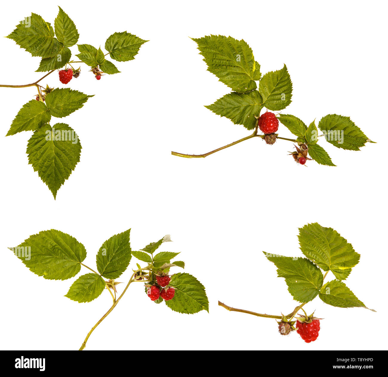 Ripe red raspberry on a branch. Isolated on white. Set Stock Photo