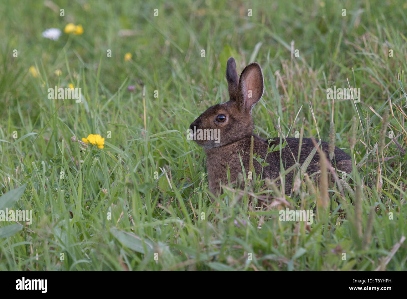 Snowshoe hare (Lepus americanus), brown summer coat. Sitting in green