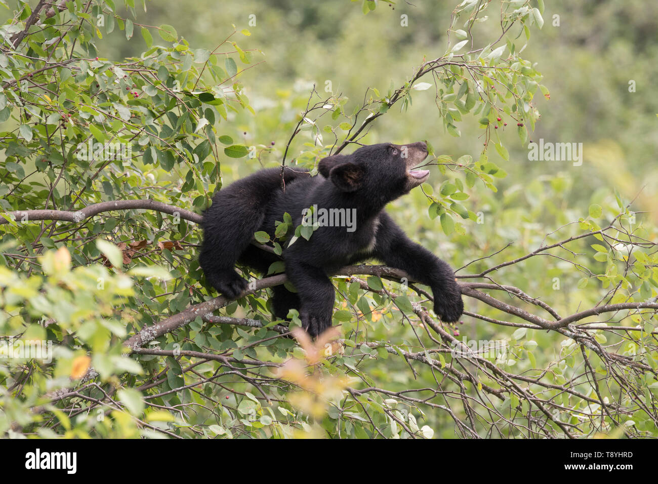 American black bear (Ursus americanus) cub eating Saskatoons/Serviceberries (Amelanchier alnifolia), near Lake Superior National Marine Conservation Area, Ontario, Canada Stock Photo