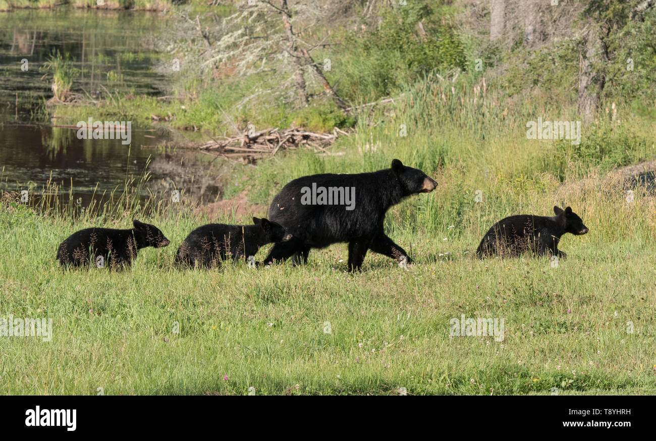 American black bear (Ursus americanus) mother and cubs, boreal forest, near Lake Superior