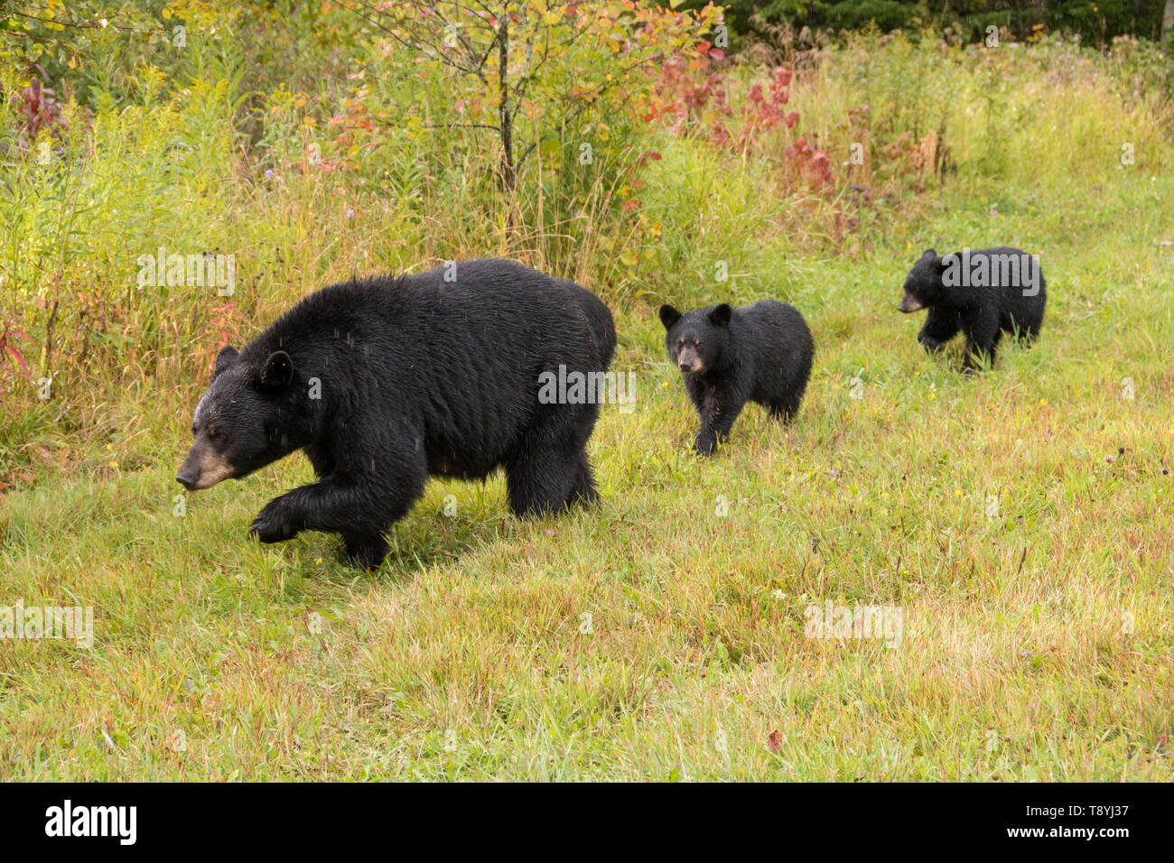 American black bear (Ursus americanus) mother and cubs, boreal forest near Lake Superior National Marine Conservation Area, Ontario, Canada Stock Photo