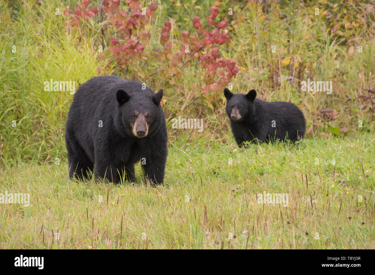 American black bear (Ursus americanus) mother and cub in summer grasses near Lake Superior