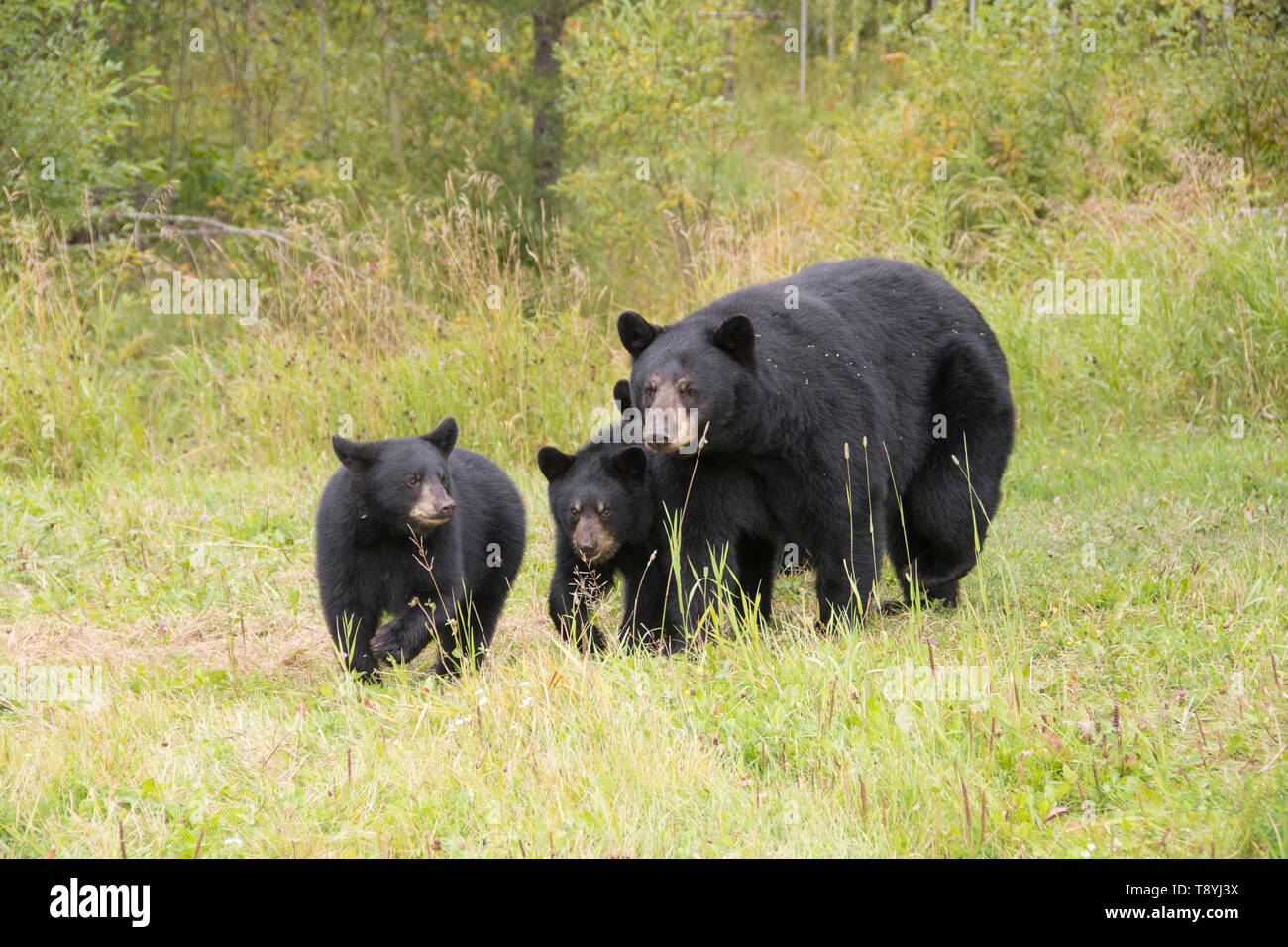 American black bear (Ursus americanus) mother and cubs, summer grasses