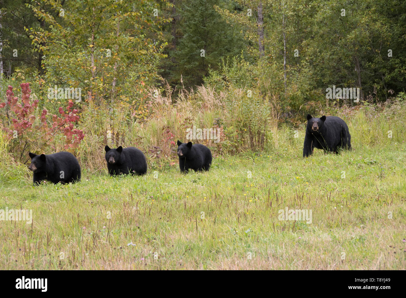 American black bear (Ursus americanus) cubs in summer grasses near Lake Superior National Marine Conservation Area, Ontario, Canada Stock Photo