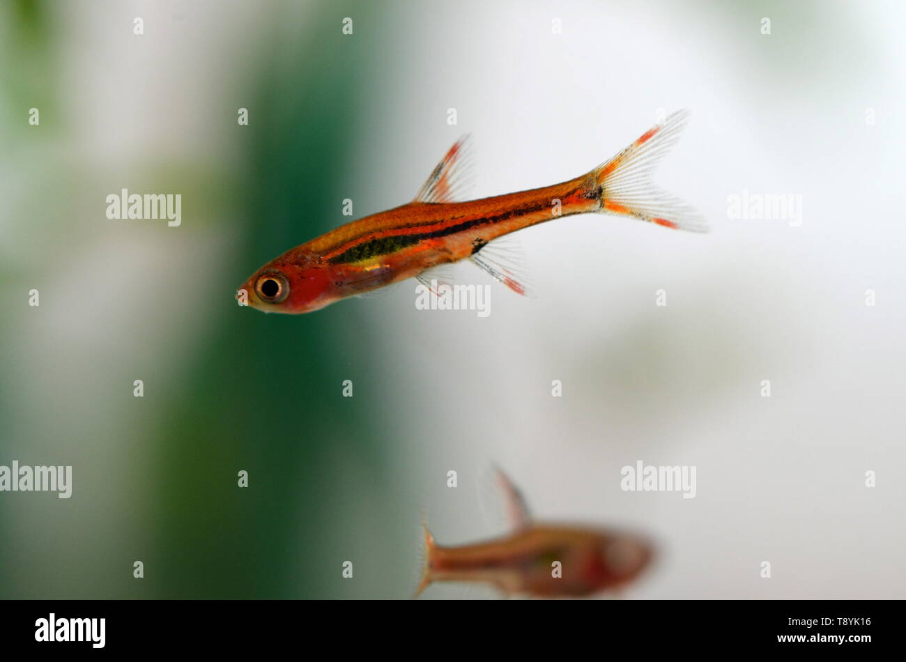 Boraras Brigitta aquarium mini fish from Borneo, Indonesia, close up Stock Photo