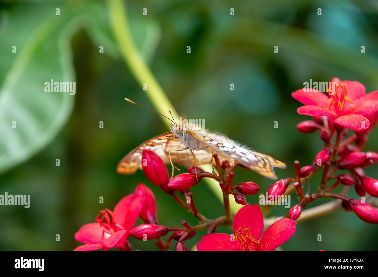 White Peacock butterfly resting on a plant Stock Photo - Alamy