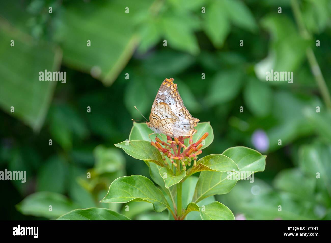White Peacock butterfly resting on a plant Stock Photo - Alamy