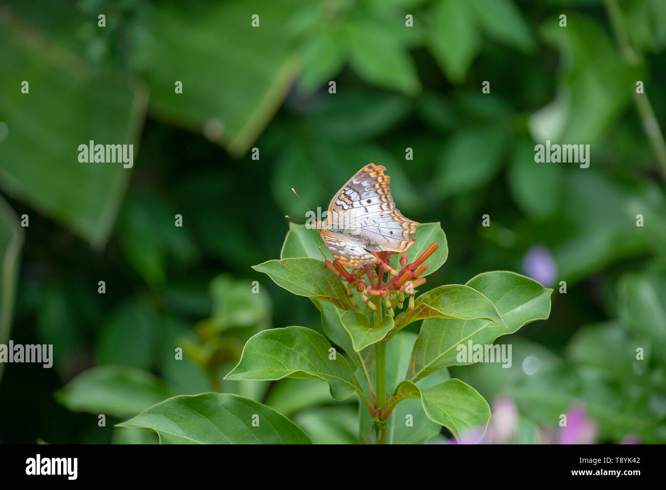 White Peacock butterfly resting on a plant Stock Photo - Alamy