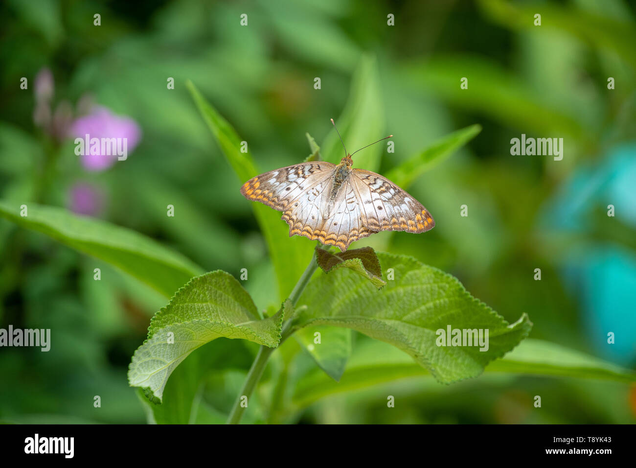 White Peacock butterfly resting on a plant Stock Photo - Alamy