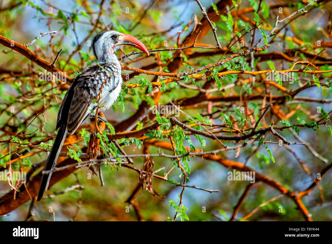 The Jackson's hornbill is a species of hornbill in the family Bucerotidae. He is sitting on the branch in Bandia, Senegal. It is wildlife photo of ani Stock Photo