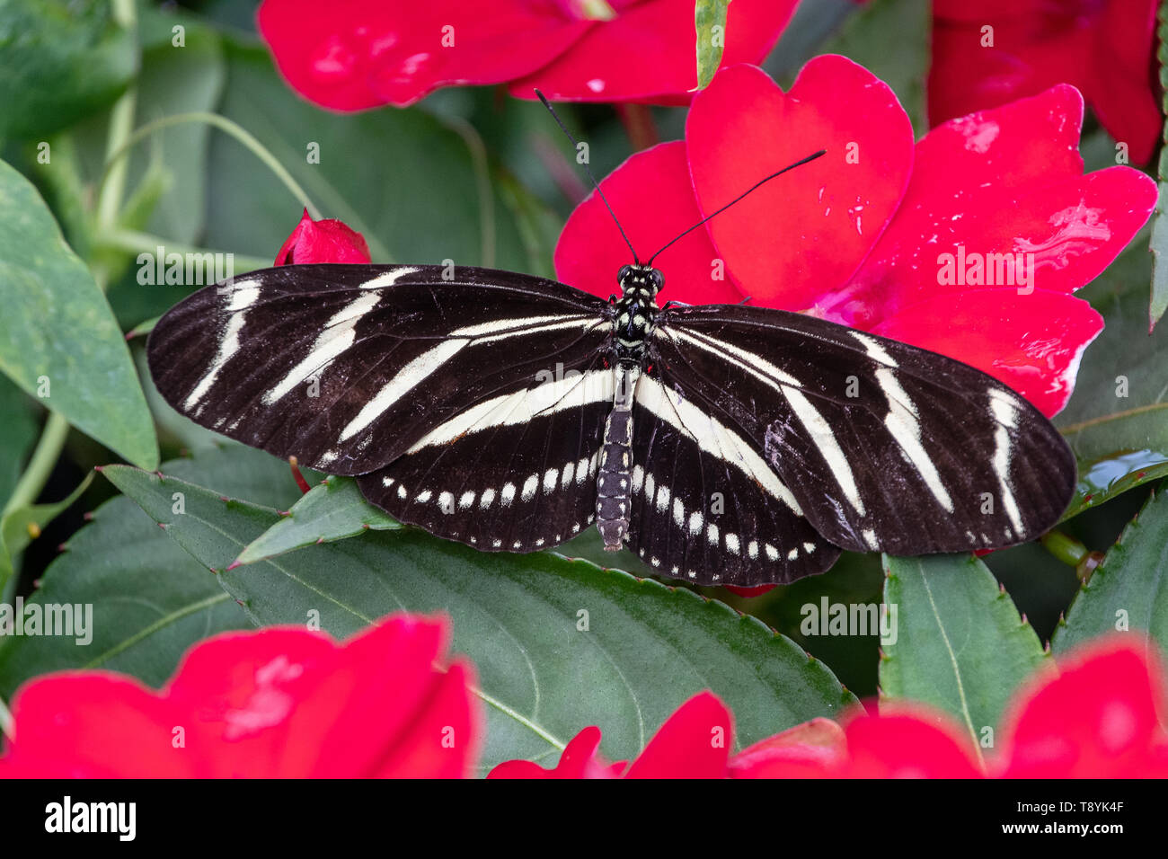 Black Longwing butterfly resting on a plant Stock Photo