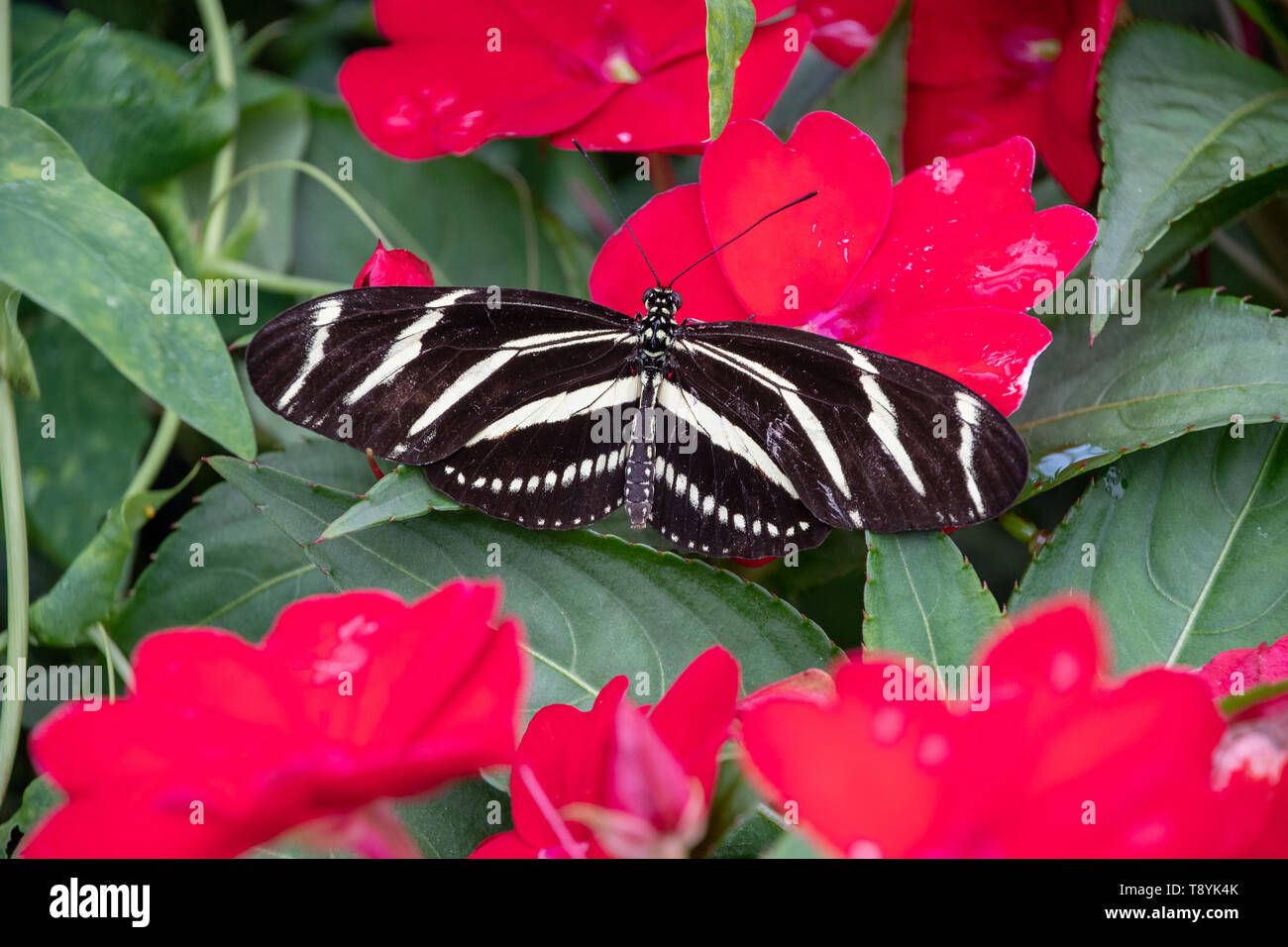 Black Longwing butterfly resting on a plant Stock Photo