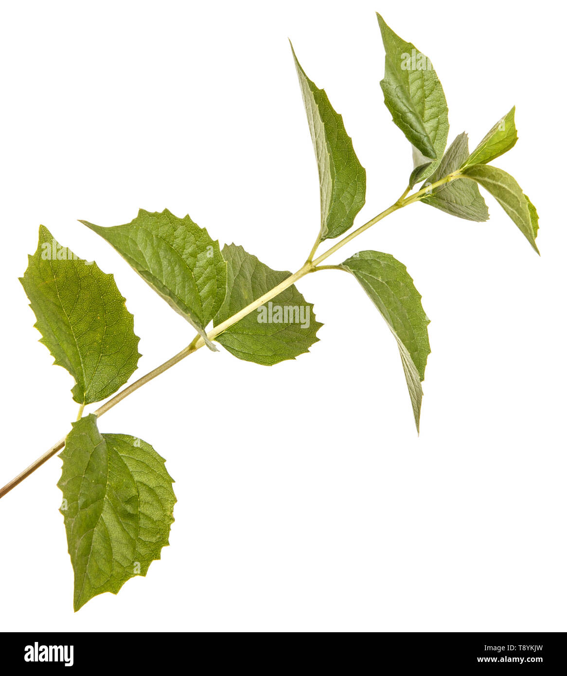 Branch of a jasmine bush with green leaves. Isolated on white Stock