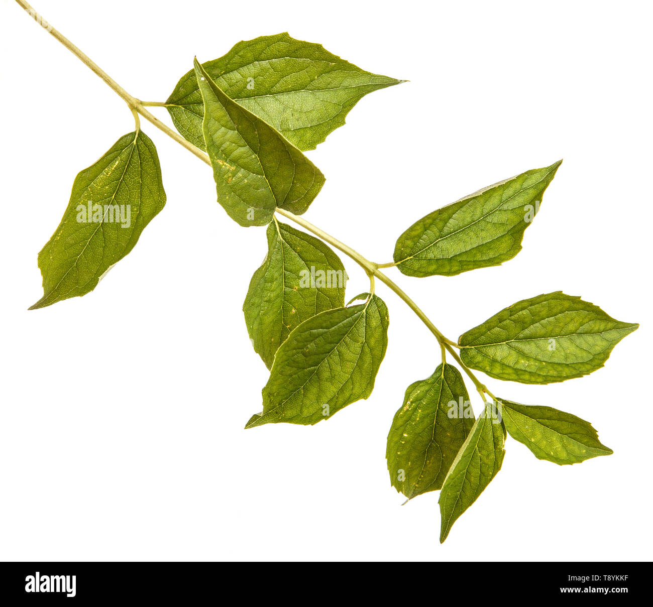 Branch of a jasmine bush with green leaves. Isolated on white Stock