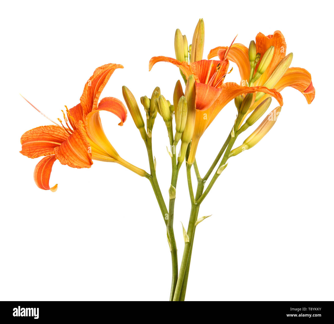 Flower bud of the daylily. Isolated on white Stock Photo Alamy