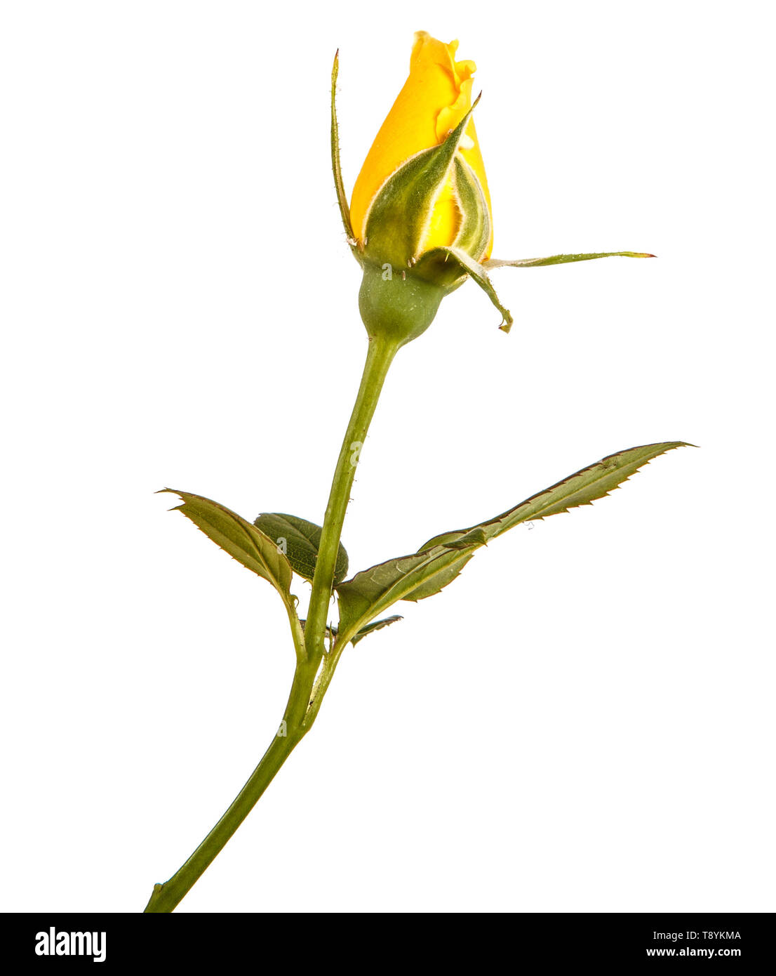 A yellow rose bud on the stem. Isolated on white Stock Photo - Alamy