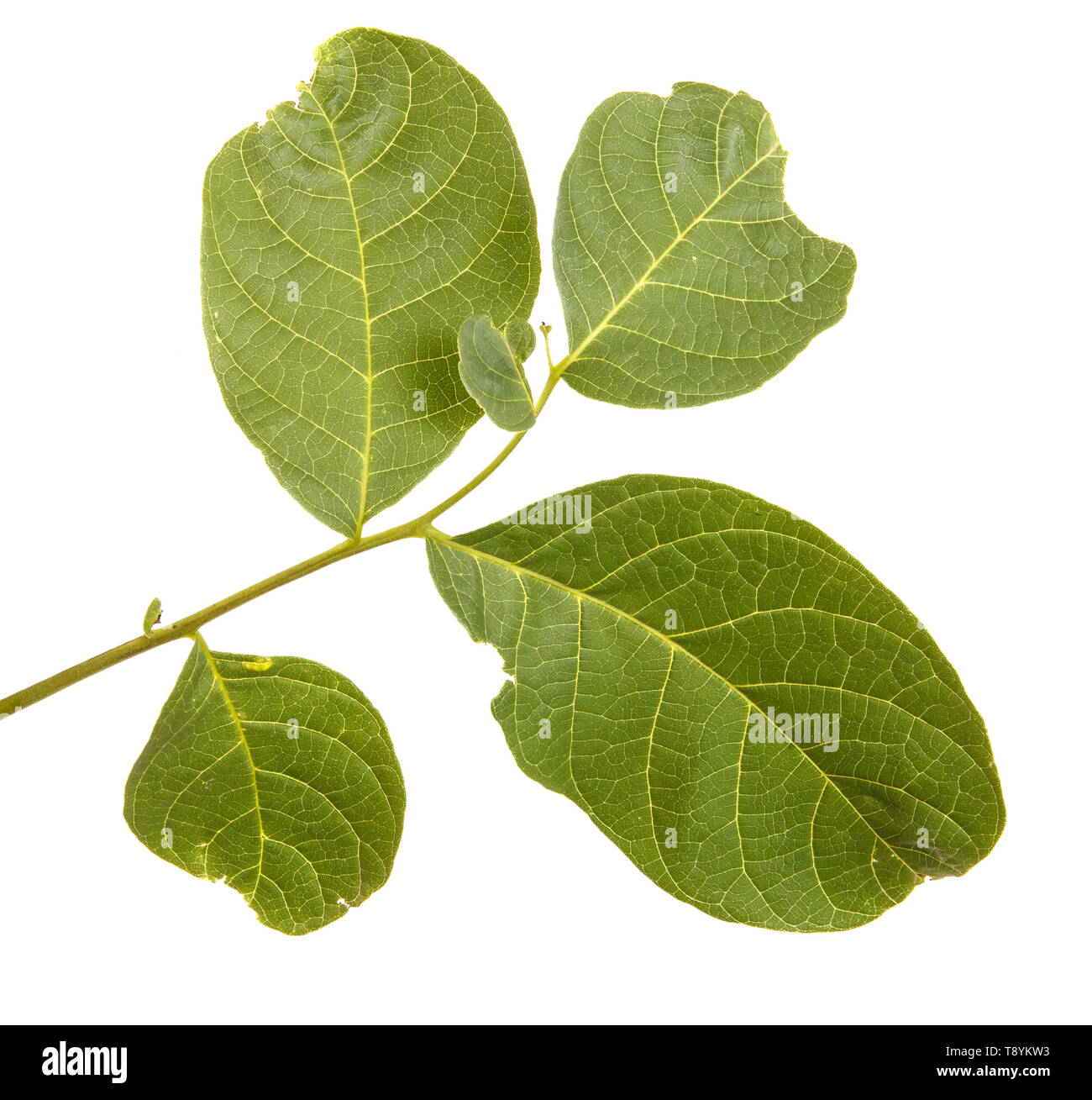 Walnut leaves isolated on white Stock Photo Alamy