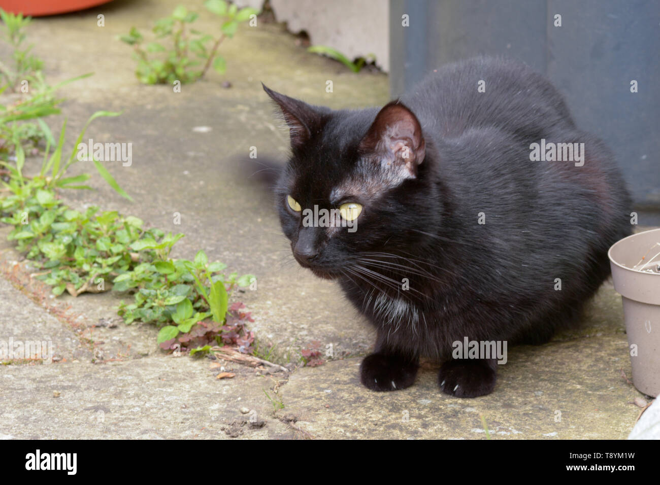 Felis catus short-haired black cat in garden Stock Photo