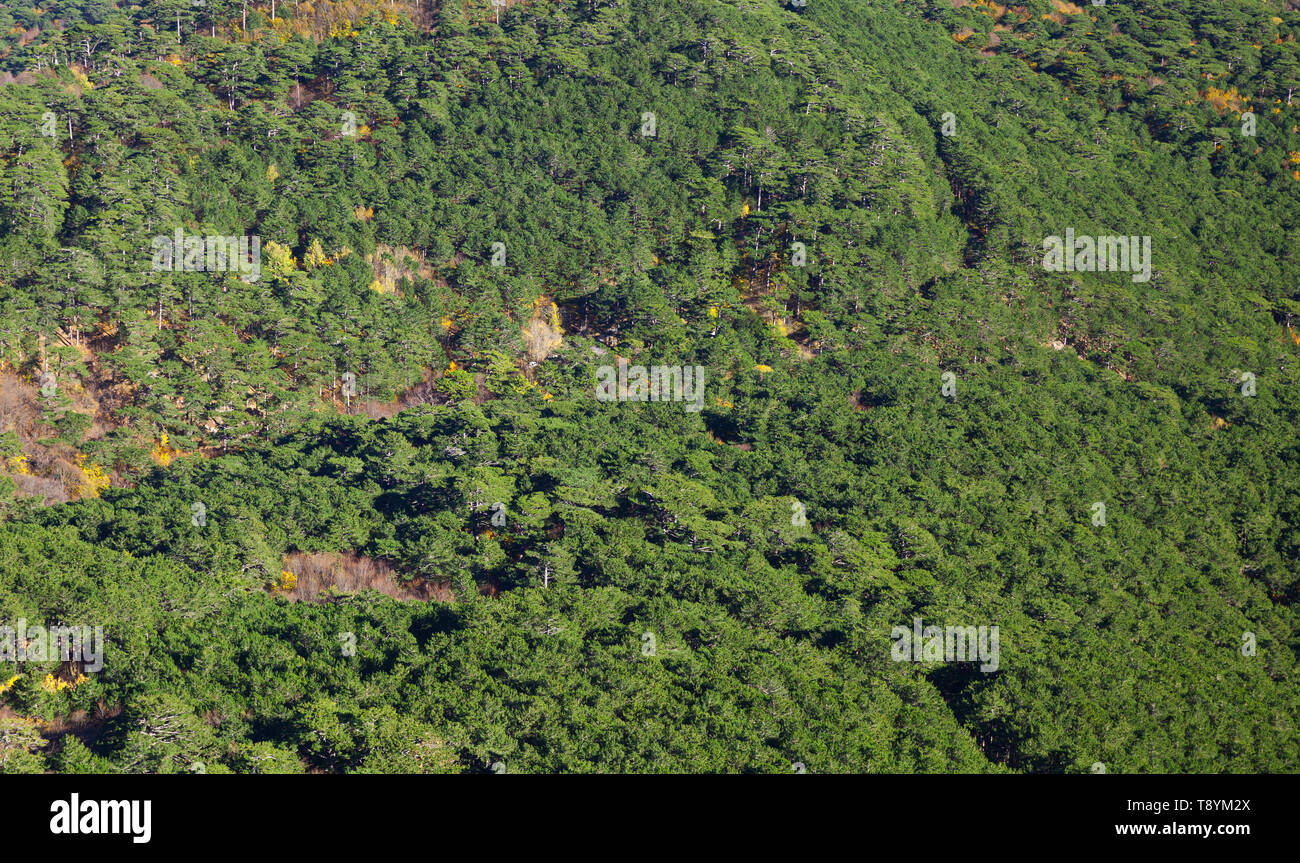 Green forest mountains on sunny hi-res stock photography and images - Alamy