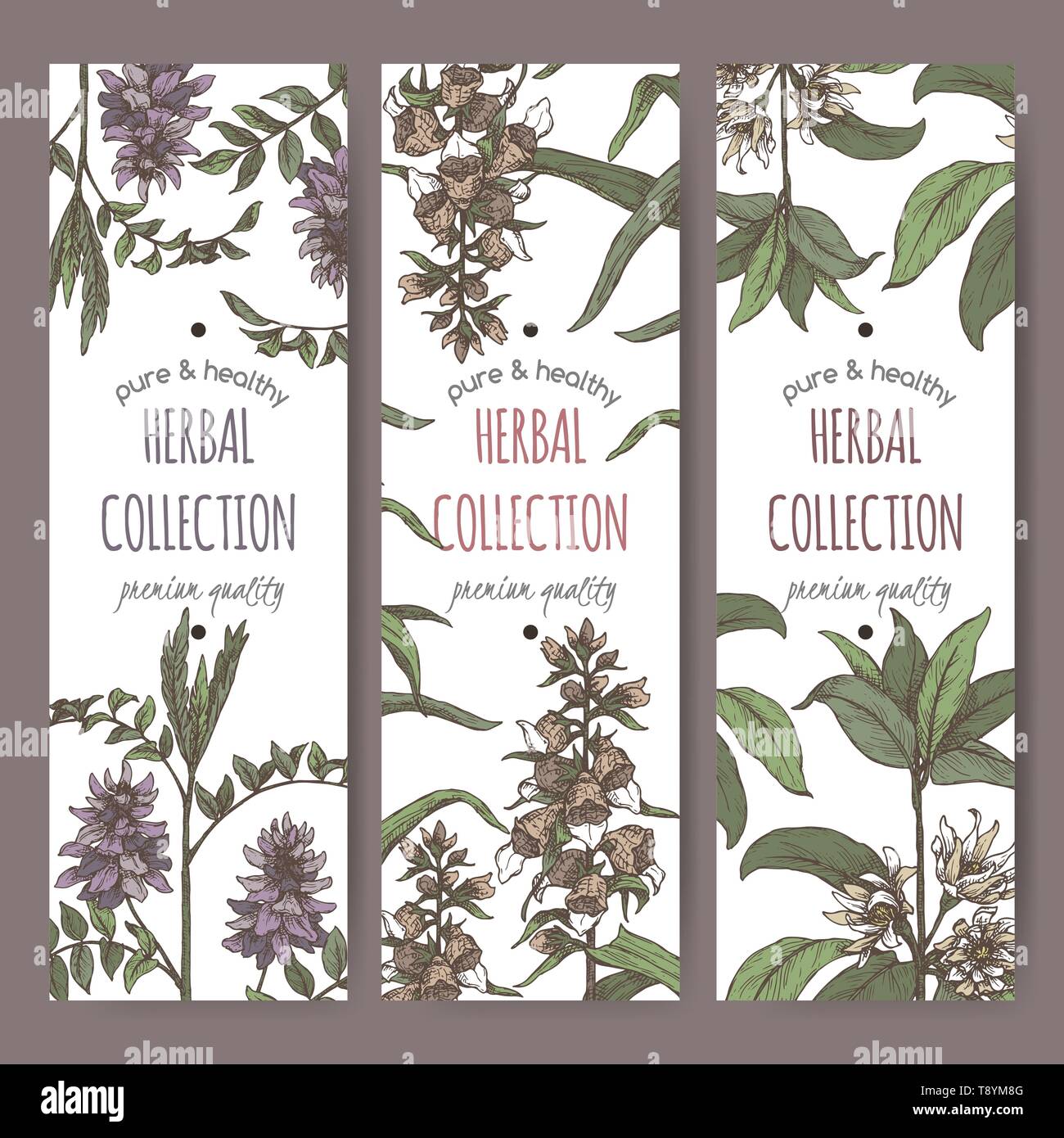 Three color labels with star anise or badiane, liquorice and Digitalis lanata aka woolly foxglove sketch. Stock Vector