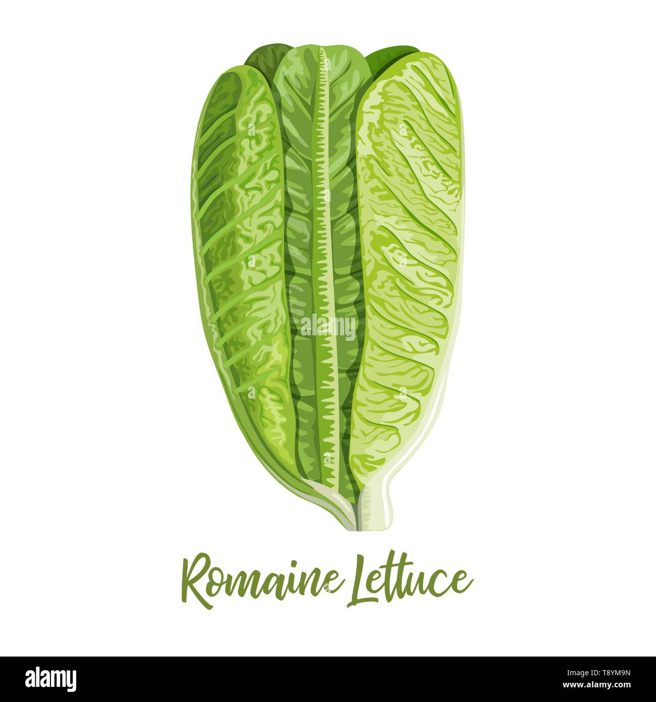 Fresh green Romaine Lettuce Lactuca sativa, cos lettuce, isolated on the white background with light shadow Stock Vector