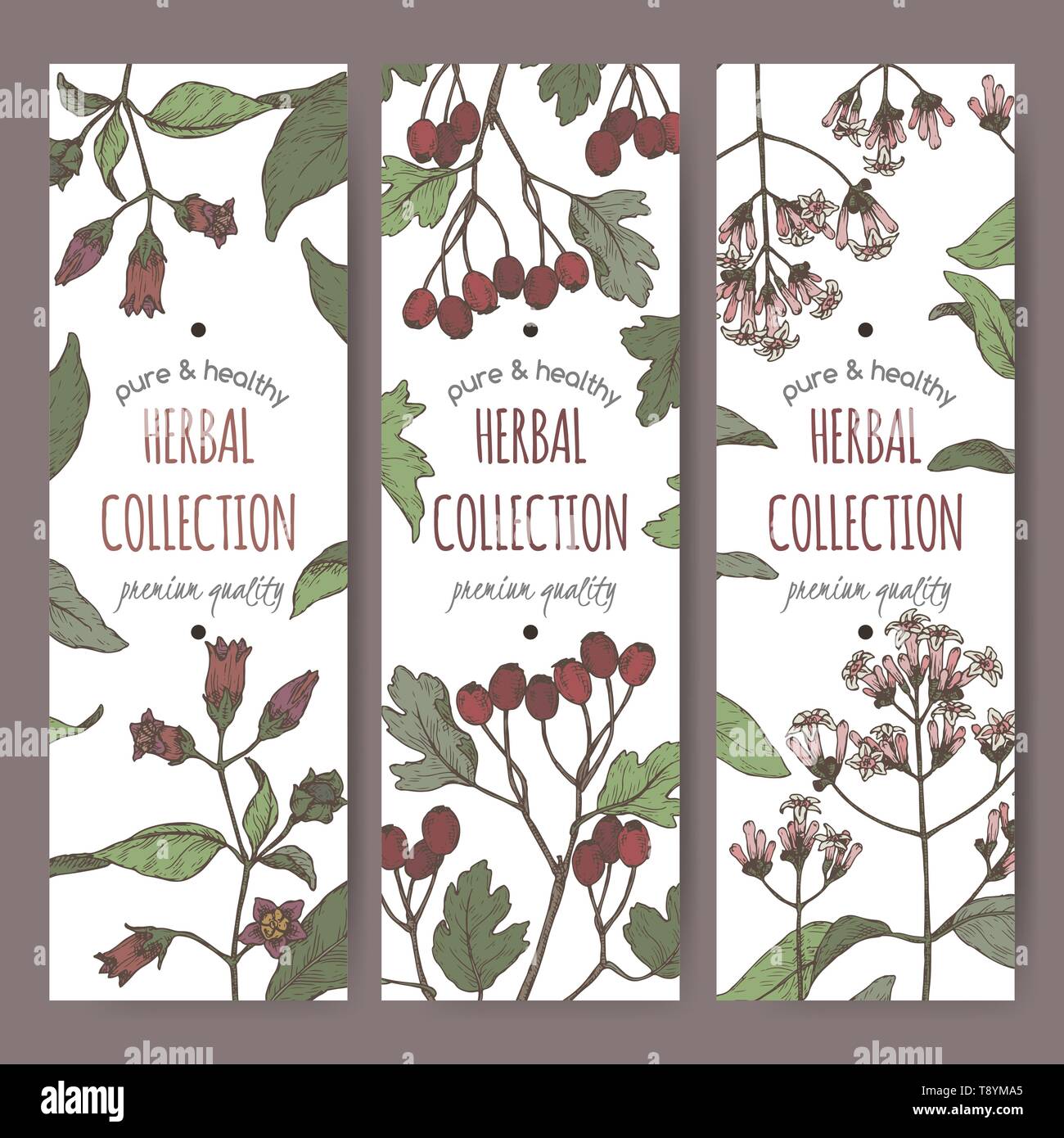 Three color labels with belladonna, quinine or Jesuit bark and common hawthorn sketch. Stock Vector