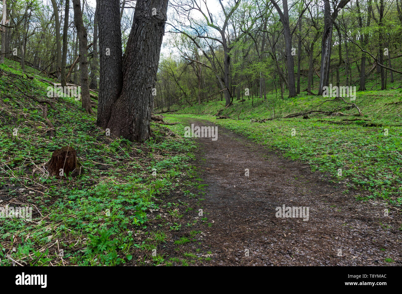 trail through wooded valley of flandrau state park in new ulm minnesota