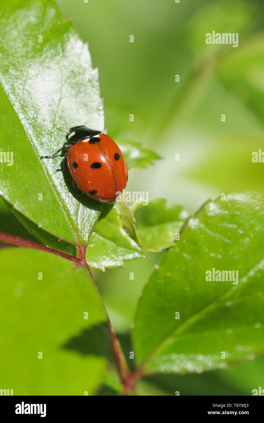 macro of ladybird on a green rose plant leaf on a sunny day, with copy space Stock Photo