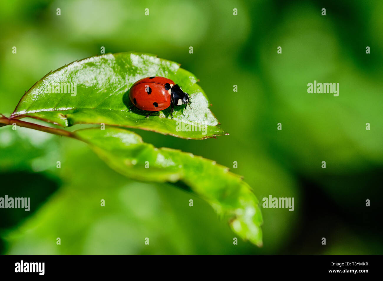 ladybird sitting on a green rose plant leaf, macro color picture with copy space Stock Photo