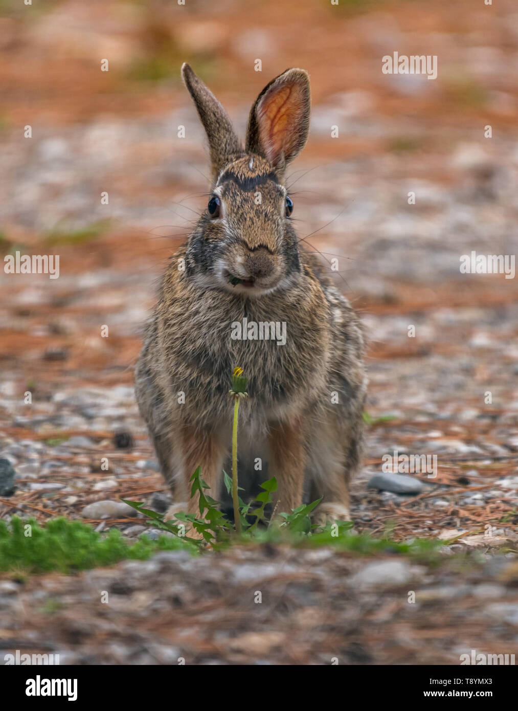 Eastern Cottontail Rabbit (Sylvilagus floridanus) behind a Common Dandelion (Taraxacum officinale) on a gravel driveway in the spring in Michigan, USA Stock Photo