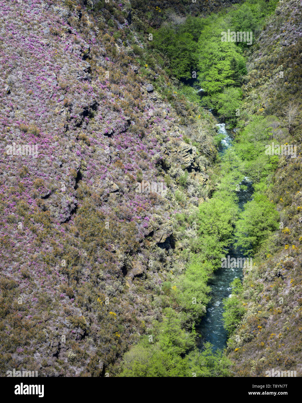 A river with green willows on its banks runs under a slope covered with purple heather, in the Courel Mountain Range, Folgoso, Galicia Stock Photo