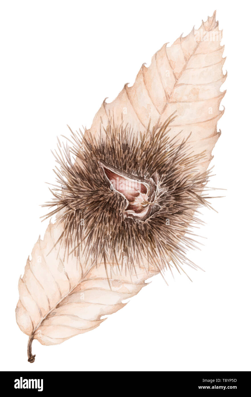 Sweet chestnut (Castanea sativa) opened mature fruit with seed over dried fallen leaf botanical drawing on white background. Pencil and watercolor on  Stock Photo
