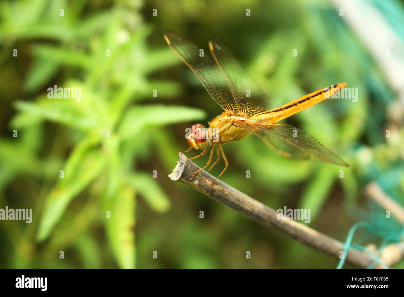 A beautiful Yellow Dragonfly in a green garden on a tree branch Stock ...