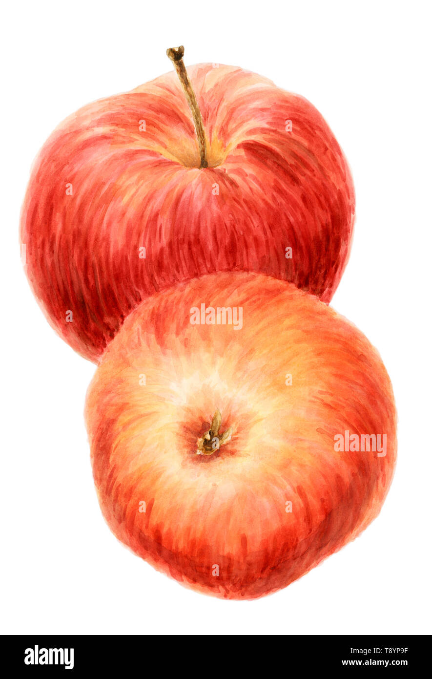 Two red apple fruits (Malus domestica) over white background. Watercolor on paper. Stock Photo