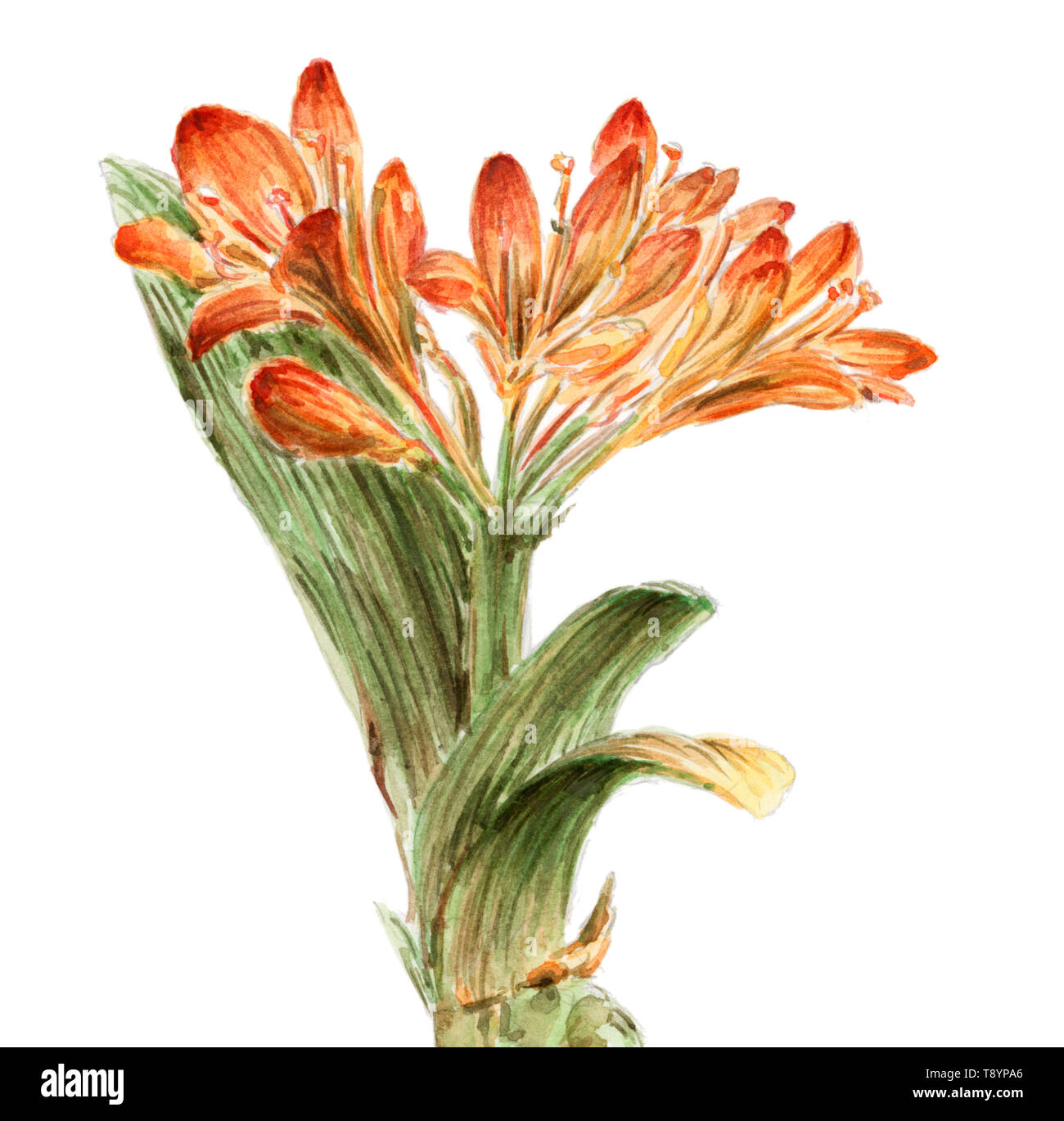 Hippeastrum flowering plant. Watercolor on paper. Stock Photo