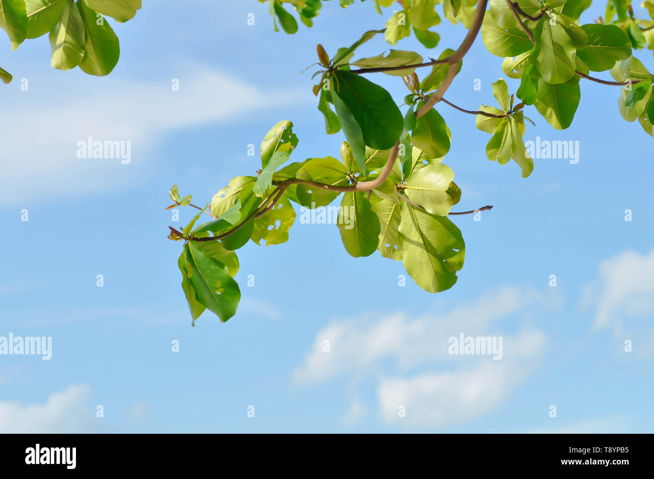 Singapore almond,tropical almond or umbrella tree and sky Stock Photo ...