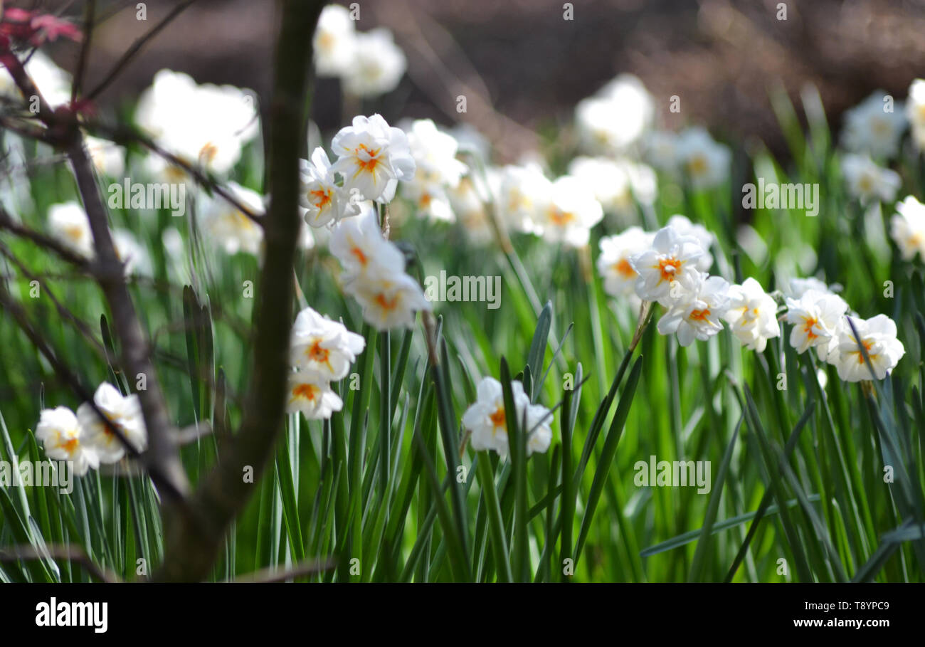 Daffodils, {jonquil} {narcissus} {daffadowndilly} Stock Photo