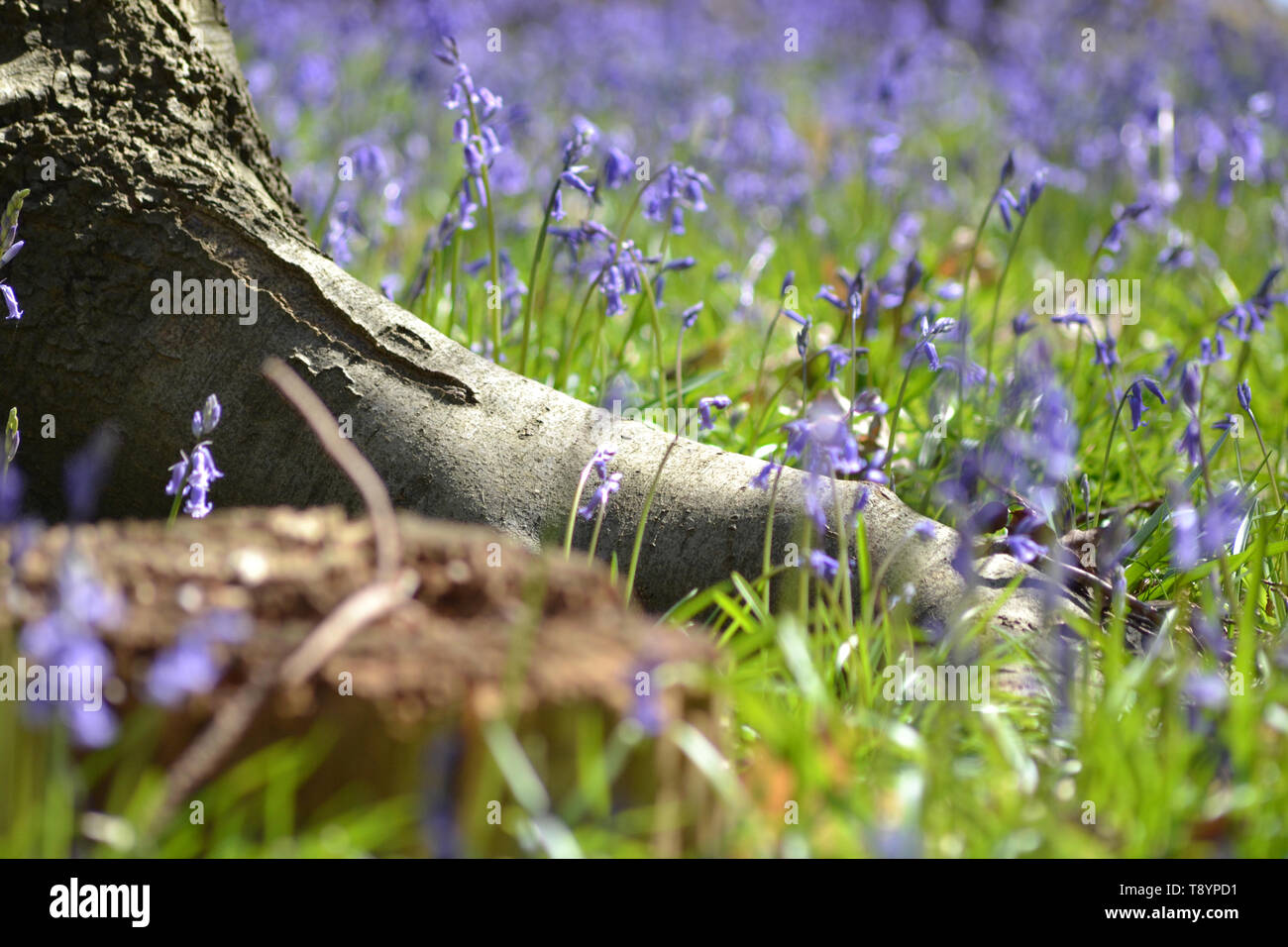 Beautiful bluebells, hyacinthoides non-scripta {Common bluebells} Stock Photo