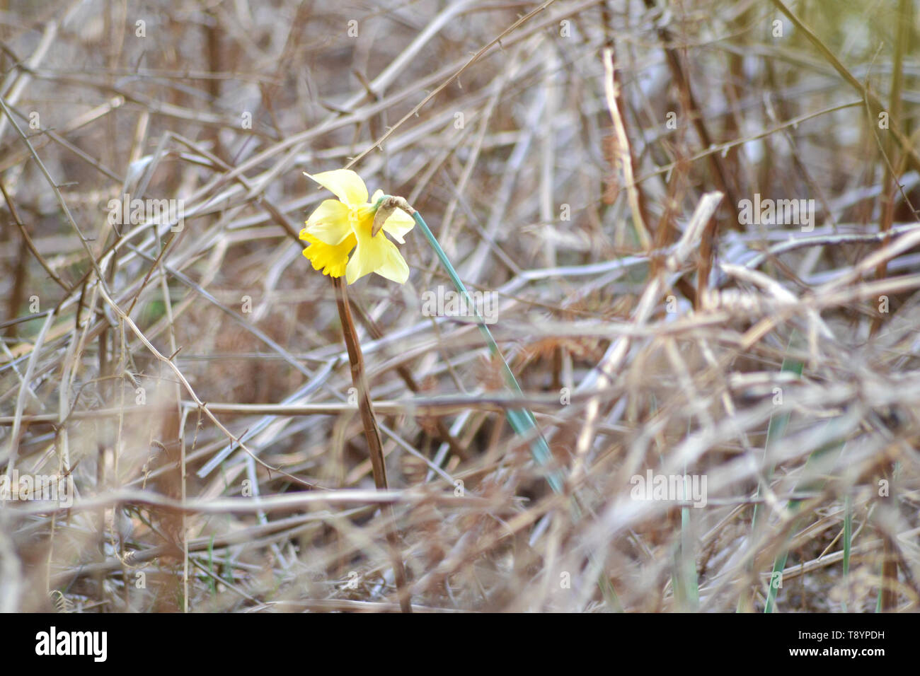 Wild Daffodil {Narcissus Pseudonarcissus} Stock Photo