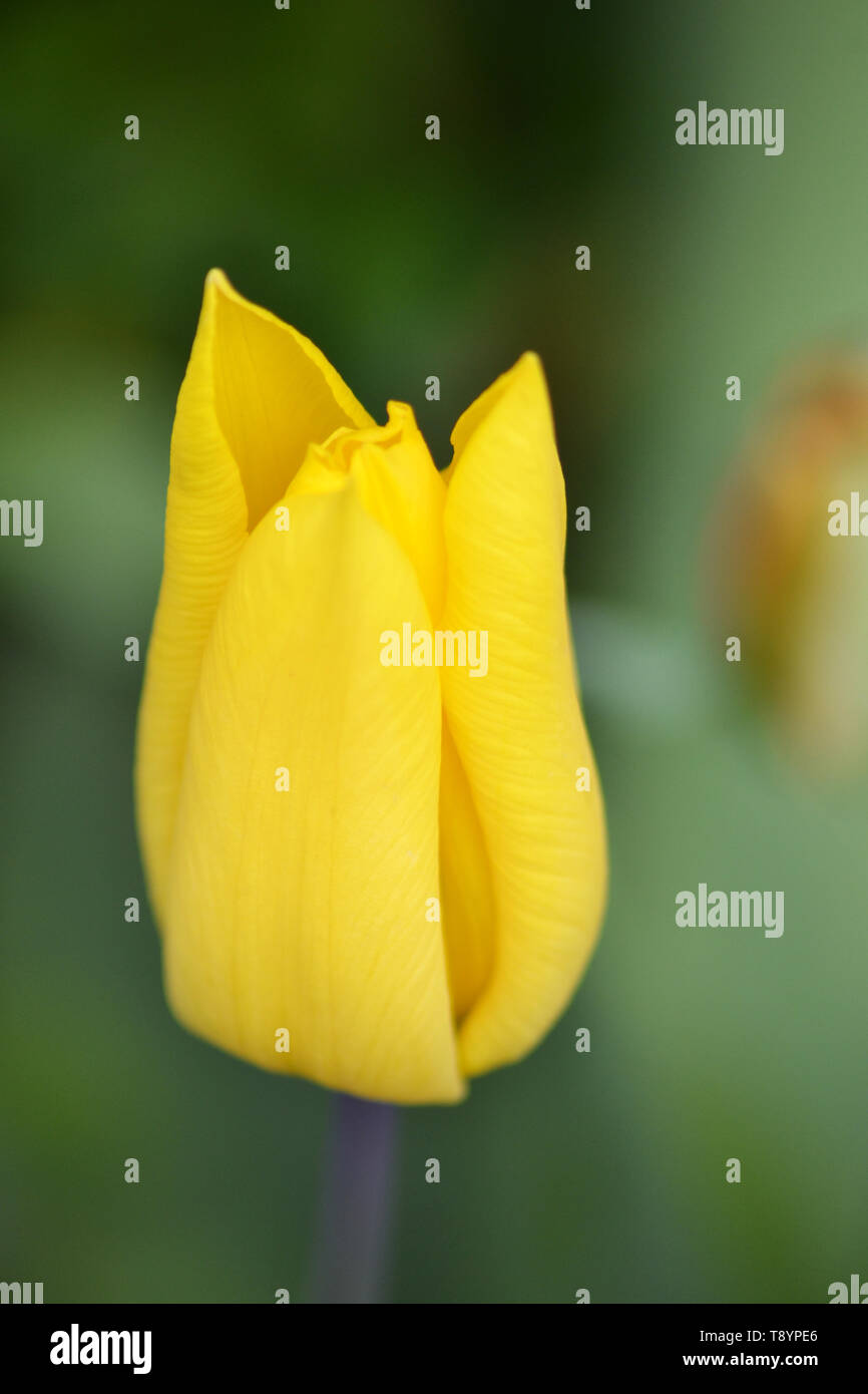 Garden tulip {Tulipa gesneriana} Stock Photo