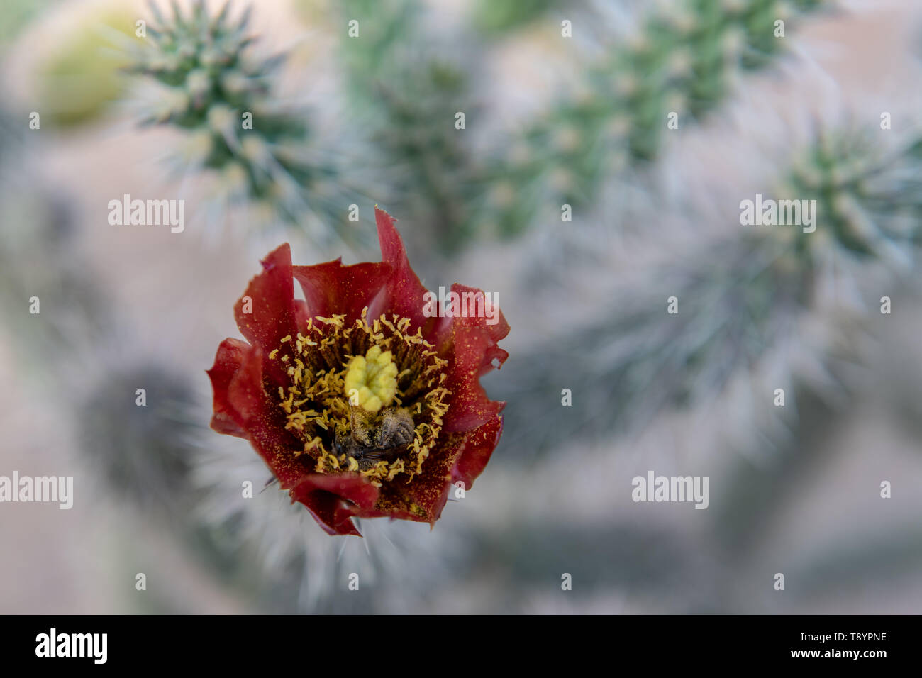 Cane Cholla (Cylindropuntia spinosior) in bloom in Tucson, Arizona, USA Stock Photo