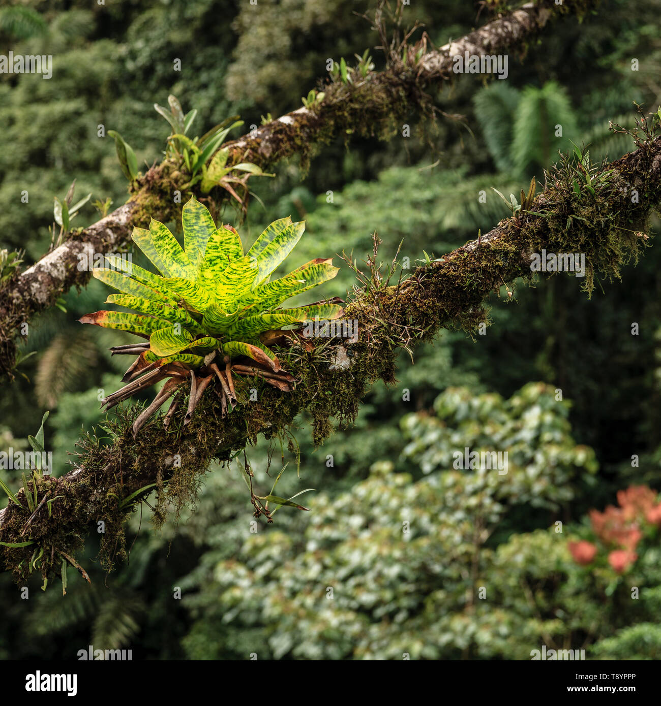 Bromeliad plants are growing on tree branches in rainforest in Costa Rica Stock Photo