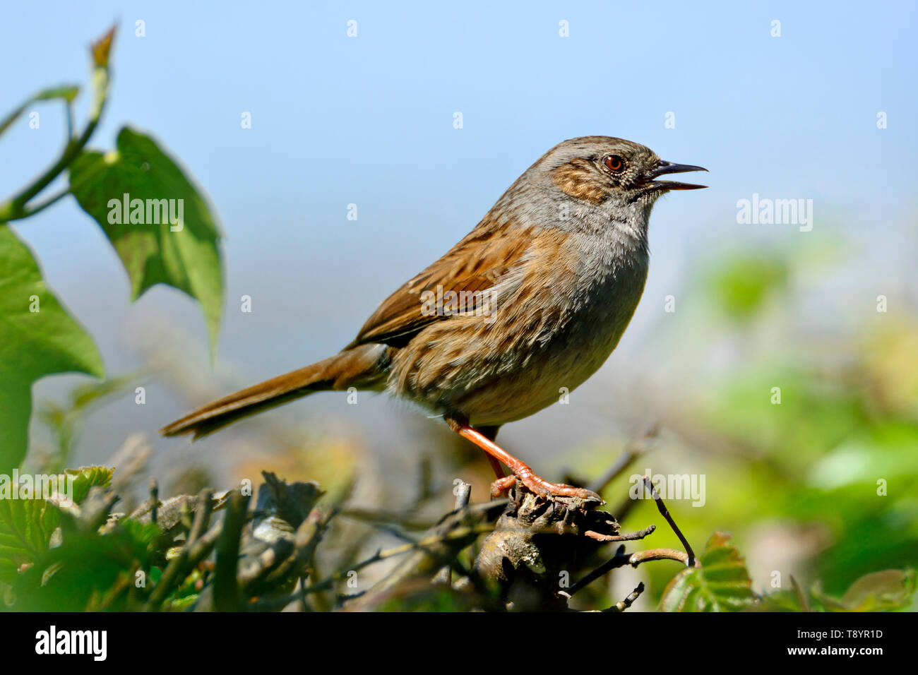 Dunnock / Hedge Sparrow (Prunella modularis) singing in a hedge, Kent, UK. Stock Photo