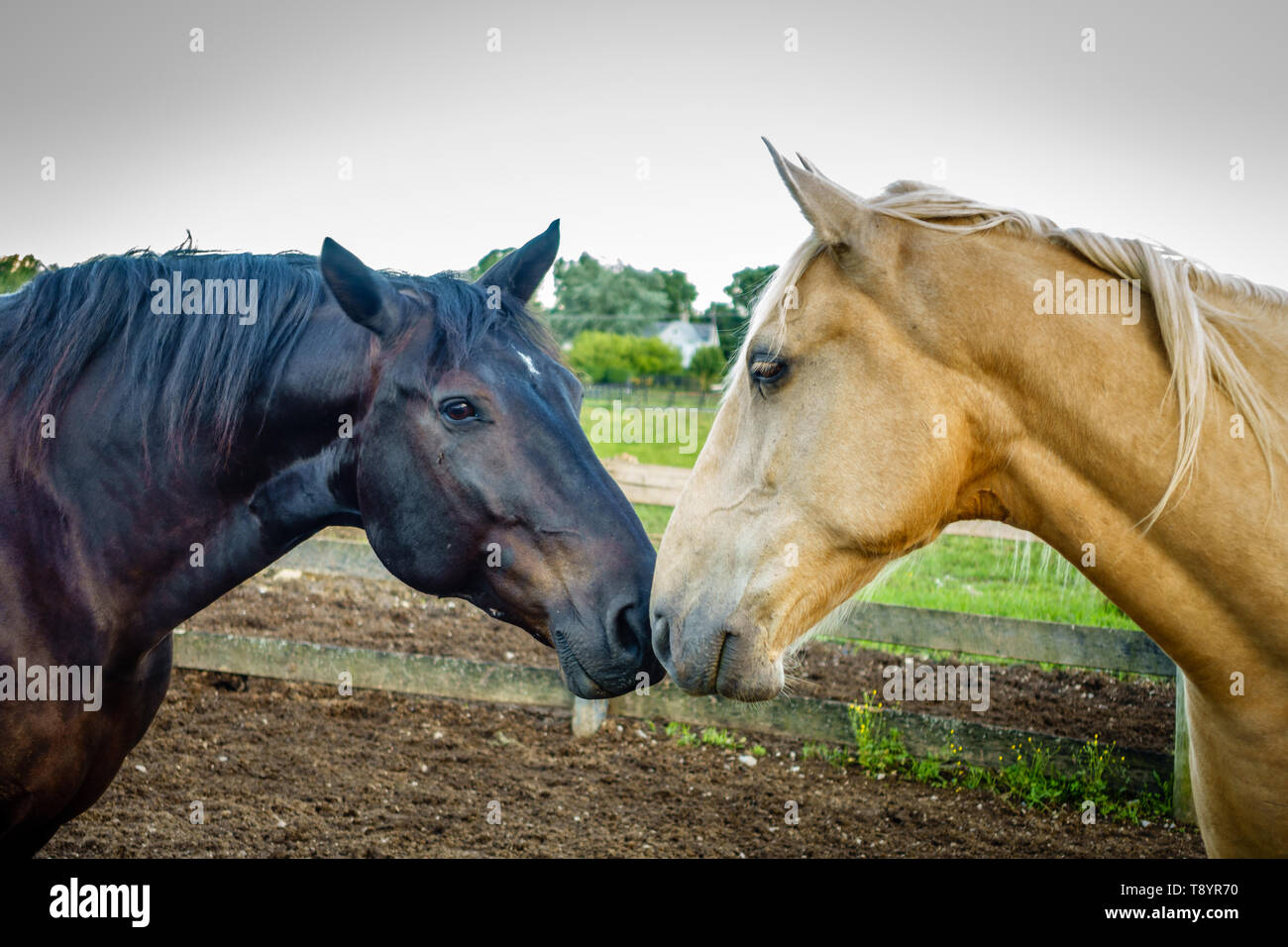Closeup of two horses rubbing noses on a farm in Kentucky Stock Photo